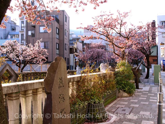 熱海桜の石碑