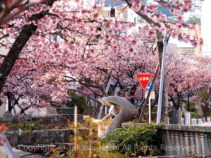日本一早咲きのあたみ桜