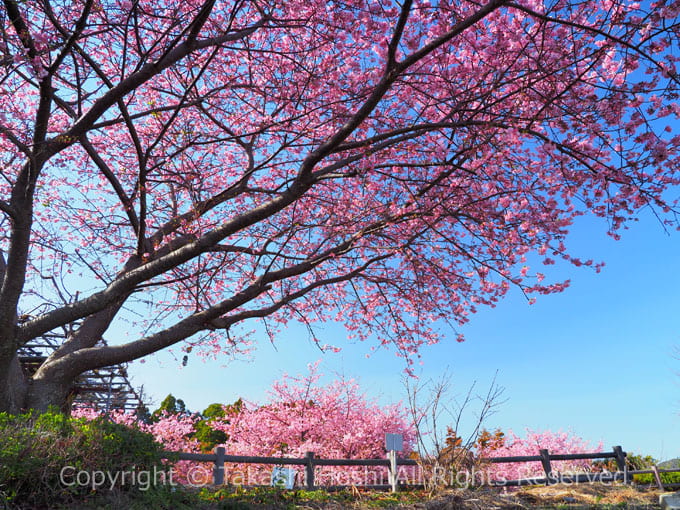 朝日山城の展望台に咲く河津桜
