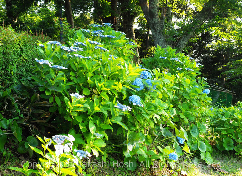 あじさいの丘に咲く紫陽花