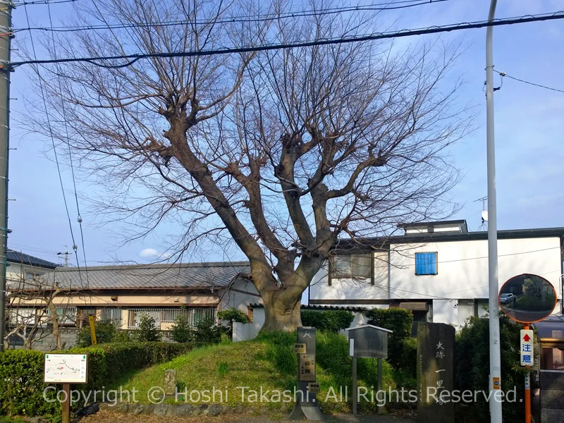 岩淵の一里塚の東側のエノキ
