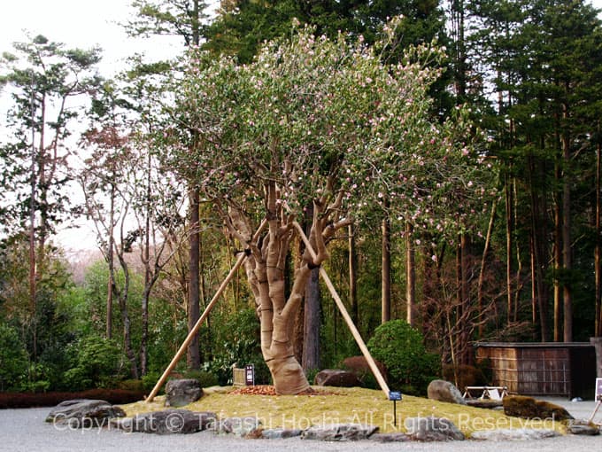 東山旧岸邸の太郎冠者