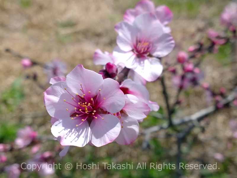 白ふじの里に咲くアーモンドの花