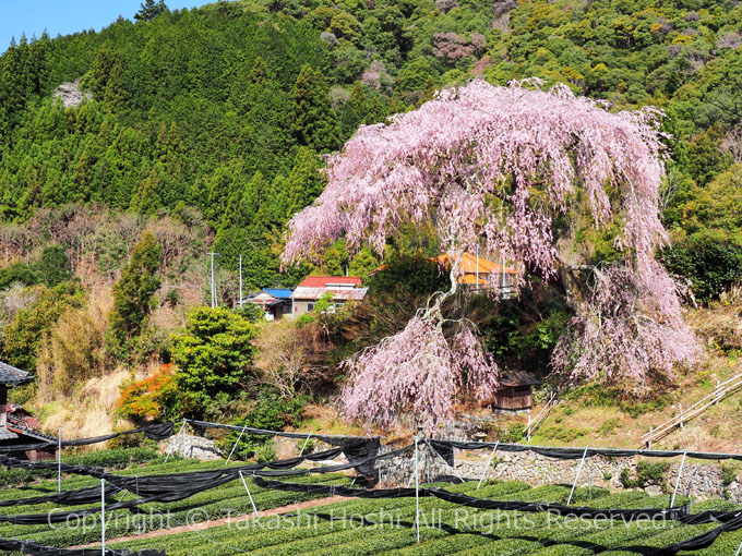 栃沢のしだれ桜