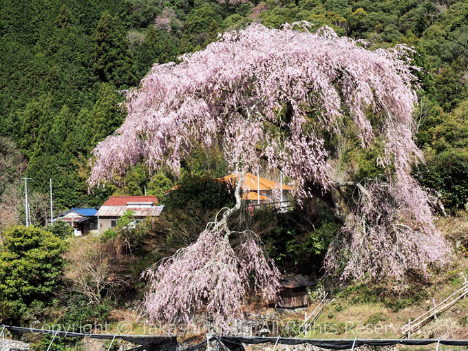 聖一国師生家のしだれ桜