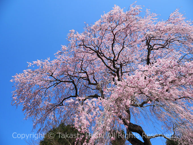 栃沢の枝垂れ桜