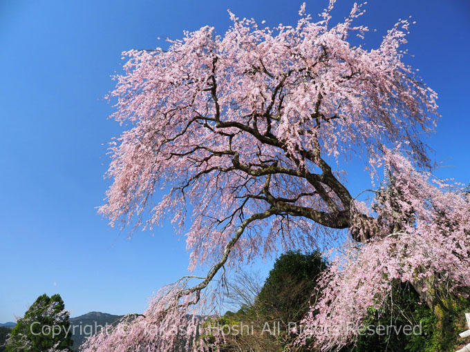 栃沢の枝垂桜