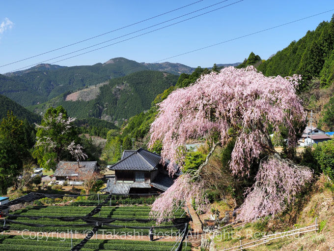 絵になる「栃沢のしだれ桜」