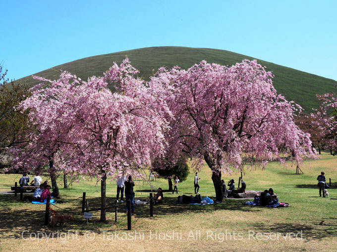 伊東高原桜まつり