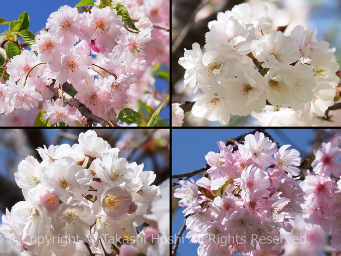 さくらの里に咲く桜の品種