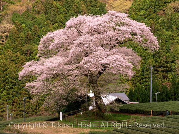 牛代のみずめ桜