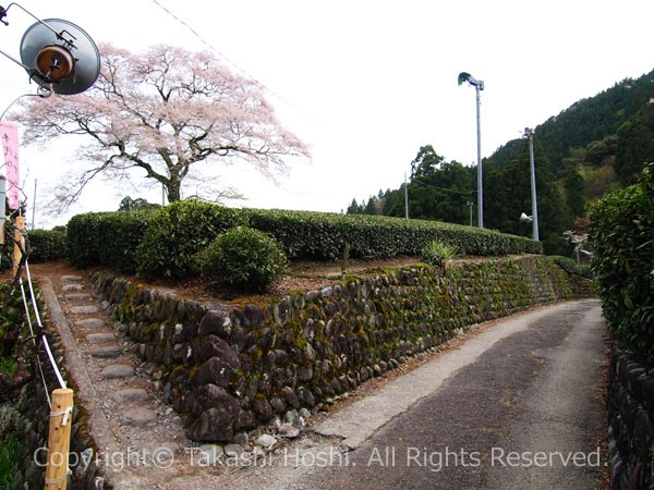 牛代のみずめ桜と石垣