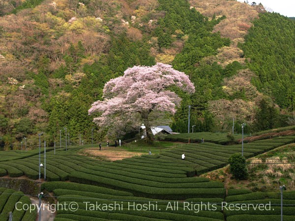 遠景が絵になる水目桜