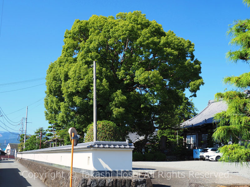 小泉久遠寺の巨樹