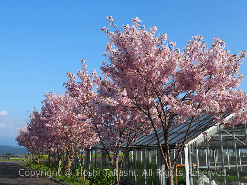 白糸自然公園の桜