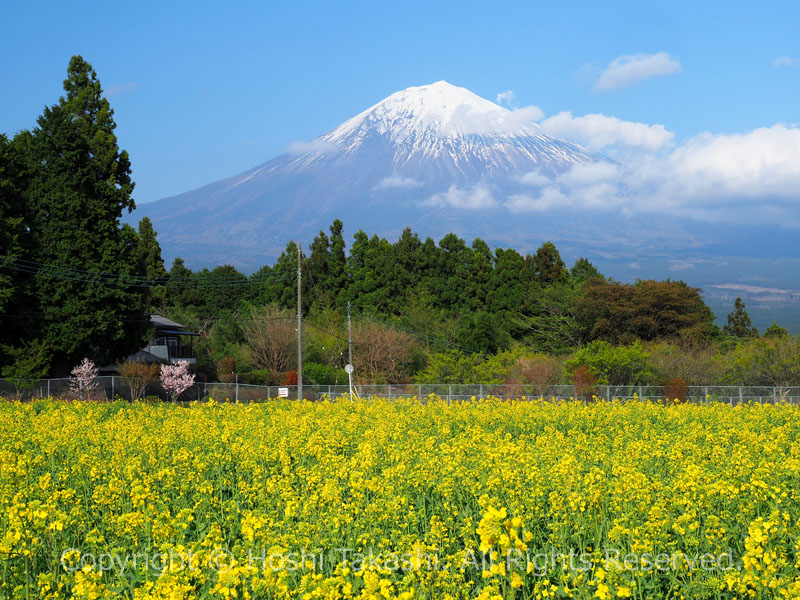 白糸自然公園の菜の花