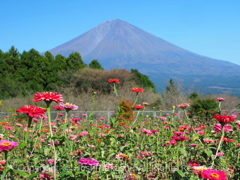 白糸自然公園の花畑