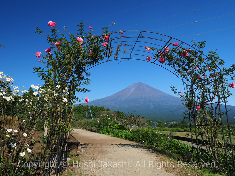 白糸バラ園のバラのアーチと富士山