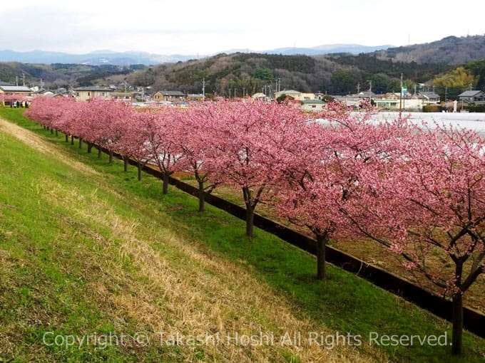 かんなみの桜