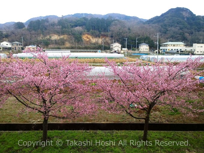 かんなみの桜