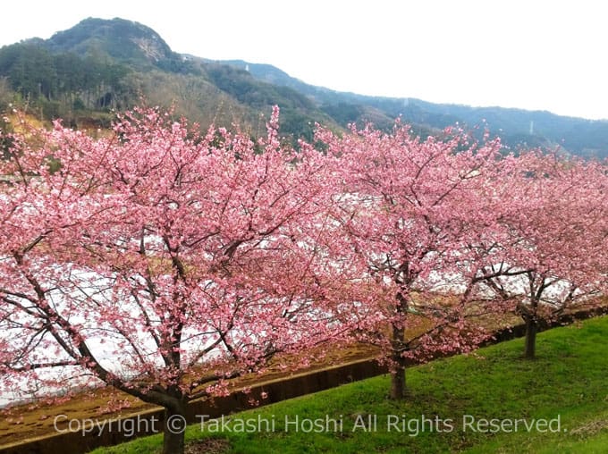 見下ろせるかんなみの桜並木