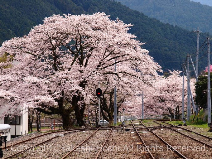 川根両国駅に咲く桜