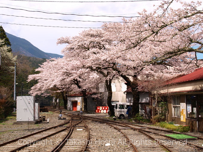 川根両国駅の両国乗務区の建物と桜