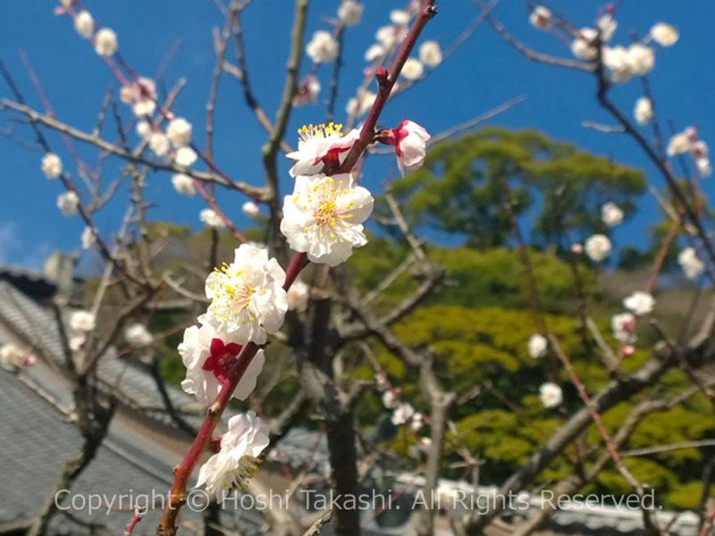 臥龍梅の花