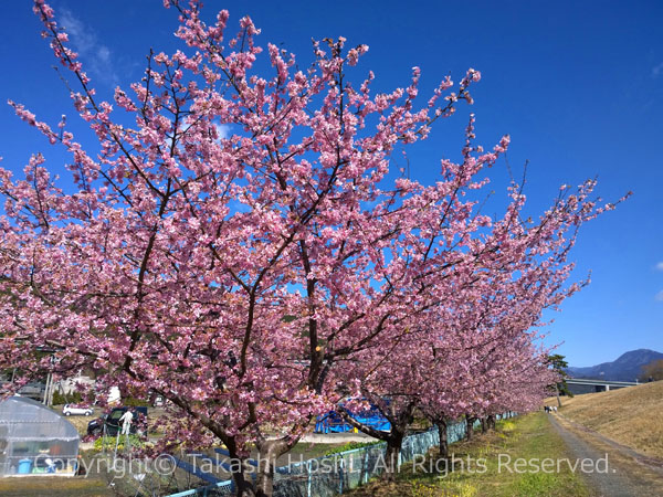 美和桜並木