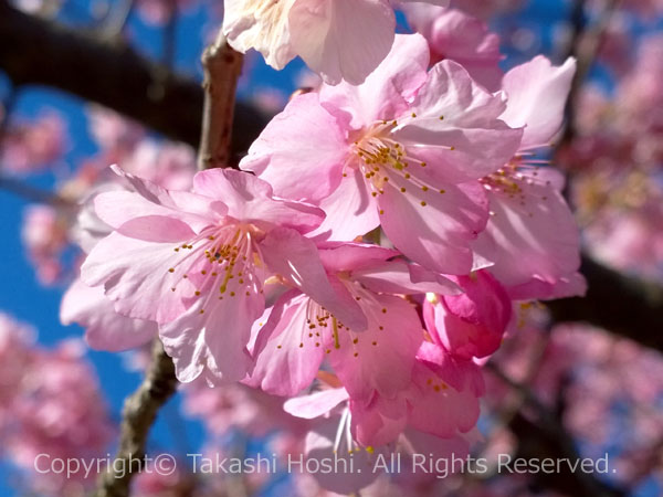 美和桜は河津桜