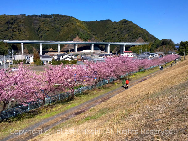 安倍川堤防沿いに咲く美和桜並木