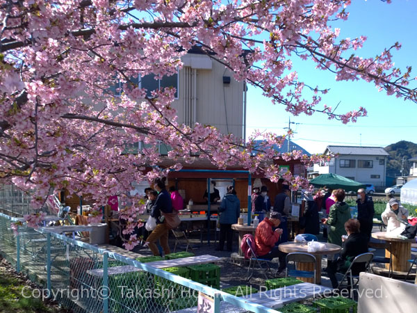 美和桜まつり