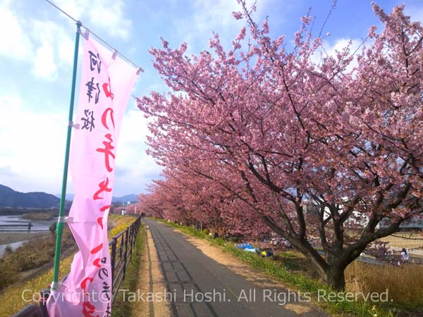 バクダン淵方面の山の手桜の桜並木