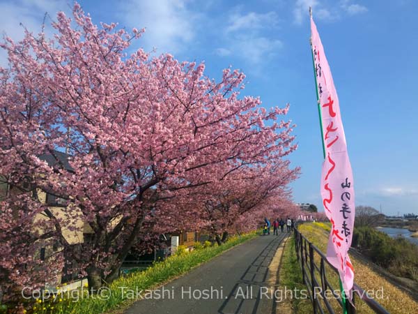 20年超の河津桜の桜並木