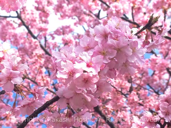 朝比奈川堤に咲く河津桜