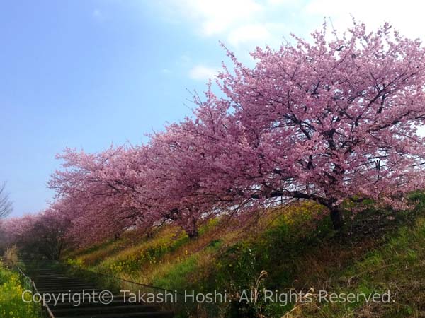 山の手未来の会が管理する山の手桜