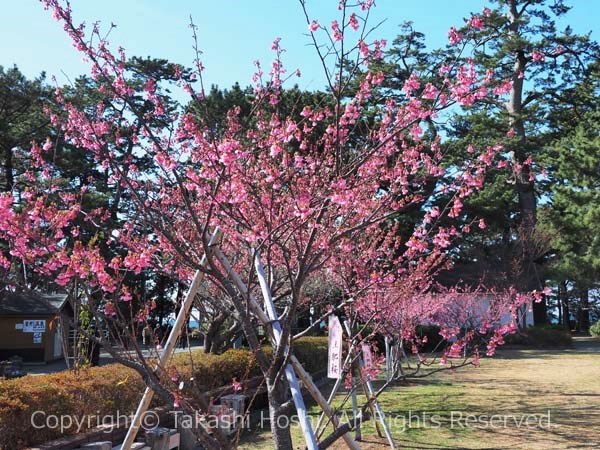 松原公園の土肥桜