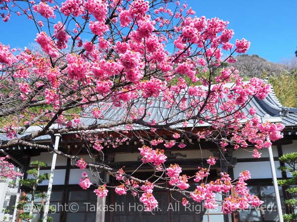 万福寺の土肥桜