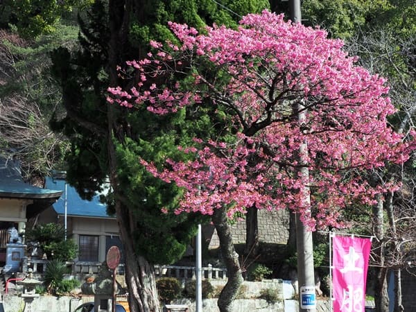 土肥神社の土肥桜