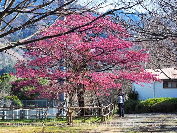 丸山スポーツ公園の土肥桜
