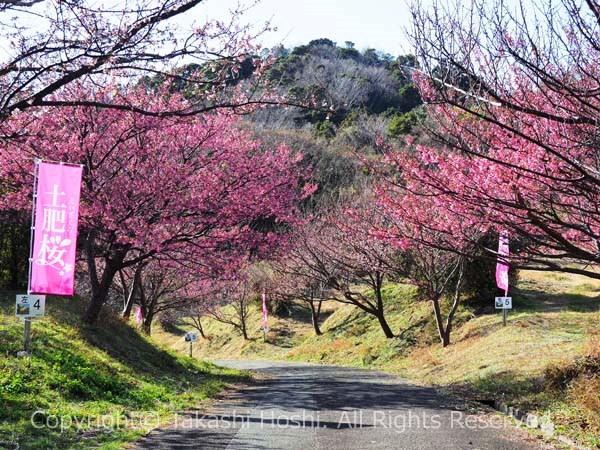 恋人岬の土肥桜