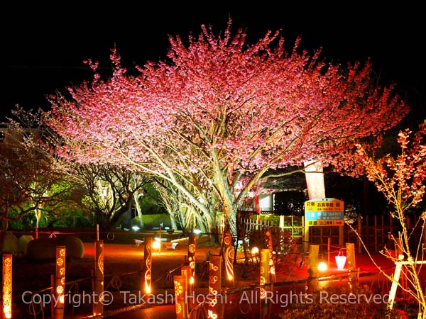 土肥金山の夜桜ライトアップ