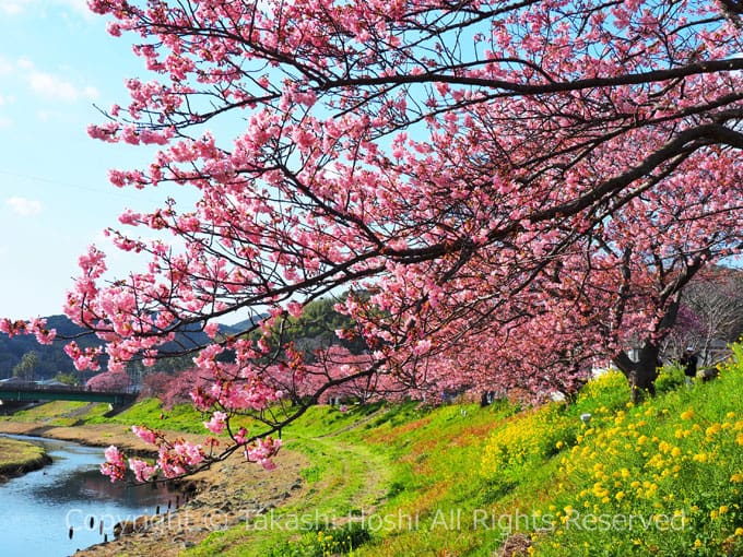 みなみの桜と菜の花まつり