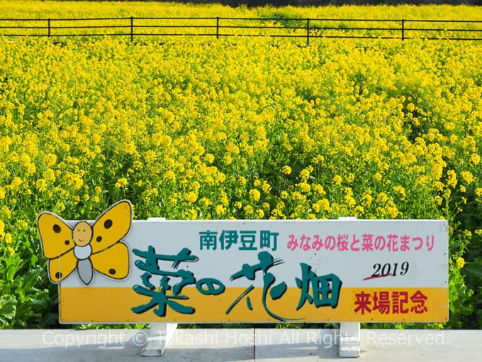 みなみの桜こと河津桜