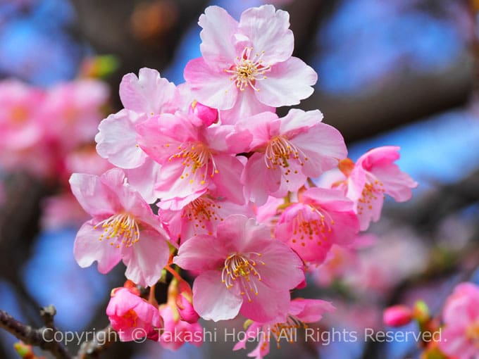 みなみの桜こと河津桜