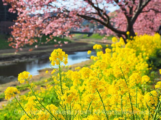 みなみの桜と菜の花の共演