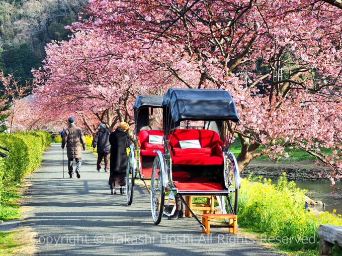 人力車と河津桜