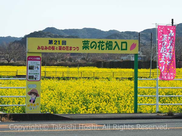 みなみの桜と菜の花まつりの菜の花畑