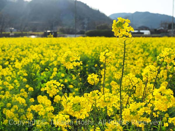 日野の菜の花畑