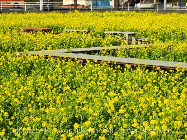 日野の菜の花畑にあるボードウォーク